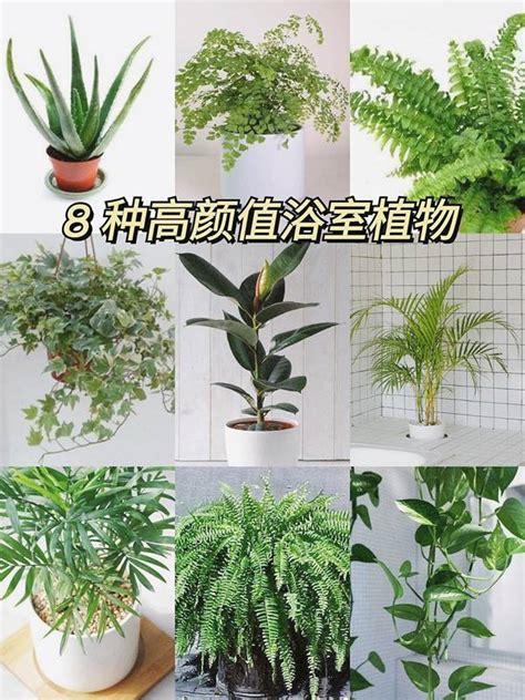 廁所耐陰植物|「浴室植物」推薦這6種！黃金葛可以吸收甲醛、化煞。